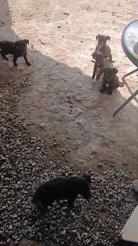sol_palacios_m's tweet photo. Nos ayudan a comprar comida por favor🥺🙏no tenemos comida de cachorro para darles😢estaban en la calle y ahora en temporal pero sin ayuda no podemos solas. Todo aporte sirve para darles de comer💔
Solange Palacios
Banco estado
Cuenta rut
17376209-7 https://t.co/fBjr8NOOdn