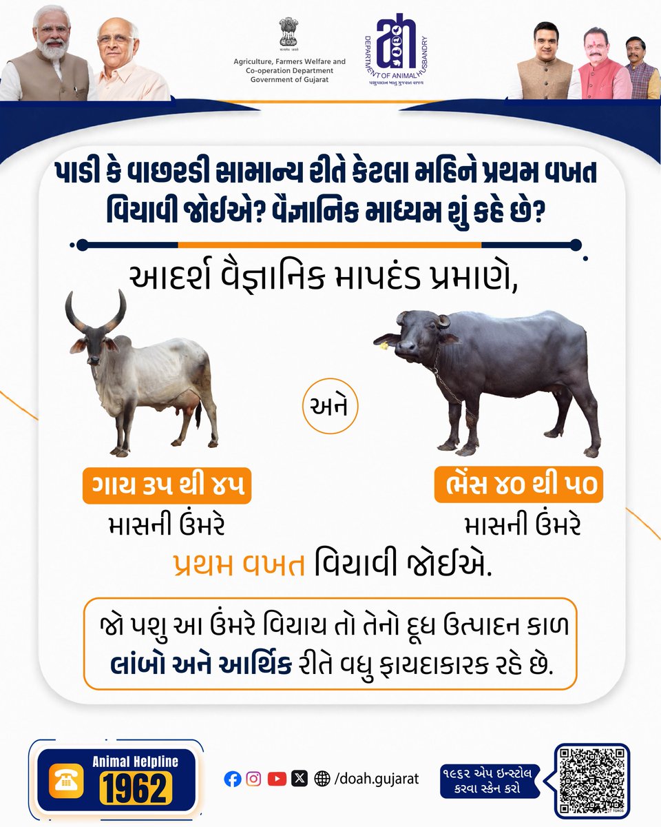 DoahGujarat's tweet photo. પશુની સાચી ઉંમર, દૂધની પૂરી કમાણી! 🥛✨

વૈજ્ઞાનિક માપદંડ મુજબ પ્રથમ વેતરની યોગ્ય ઉંમર: 🐮 ગાય: ૩૫-૪૫ માસ 🦬 ભેંસ: ૪૦-૫૦ માસ

આ યોગ્ય ઉંમરે વિયાવવાથી દૂધ ઉત્પાદન કાળ લાંબો રહે છે અને આર્થિક ફાયદો થાય છે! 📉💰 📞 પશુ હેલ્પલાઇન: 1962
.
.
.
#Pashupalan #DairyFarming #Gujarat https://t.co/DFNhj3vXTv
