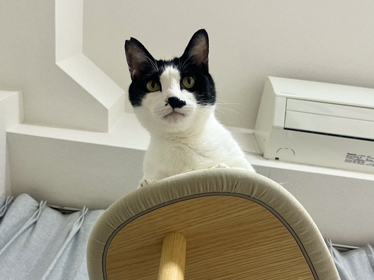yuki22c's tweet photo. は？と思われる覚悟で言うけど 猫に見下ろされたいときがある https://t.co/hS0gUbche9