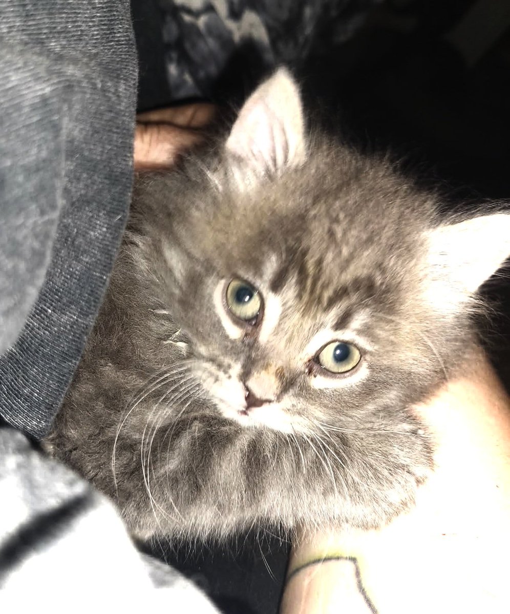 SpayNeuter4's tweet photo. I love my hooman. She takes care me and got me off the street https://t.co/d0b32XizY3