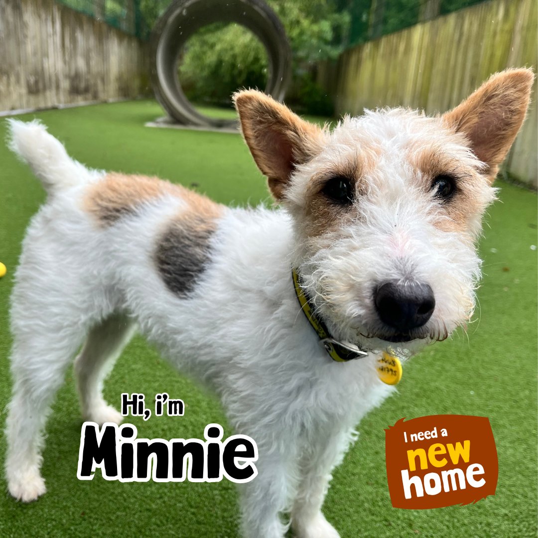 DT_Ilfracombe's tweet photo. The gorgeous Minnie is a six-year-old Fox Terrier and is looking for a loving home. 
💛🐶💛
📍@DogsTrust #Ilfracombe 

👉 https://t.co/IpD8LndjrT

#ADogIsForLife #AdoptADog https://t.co/LMY9Ntpbfy