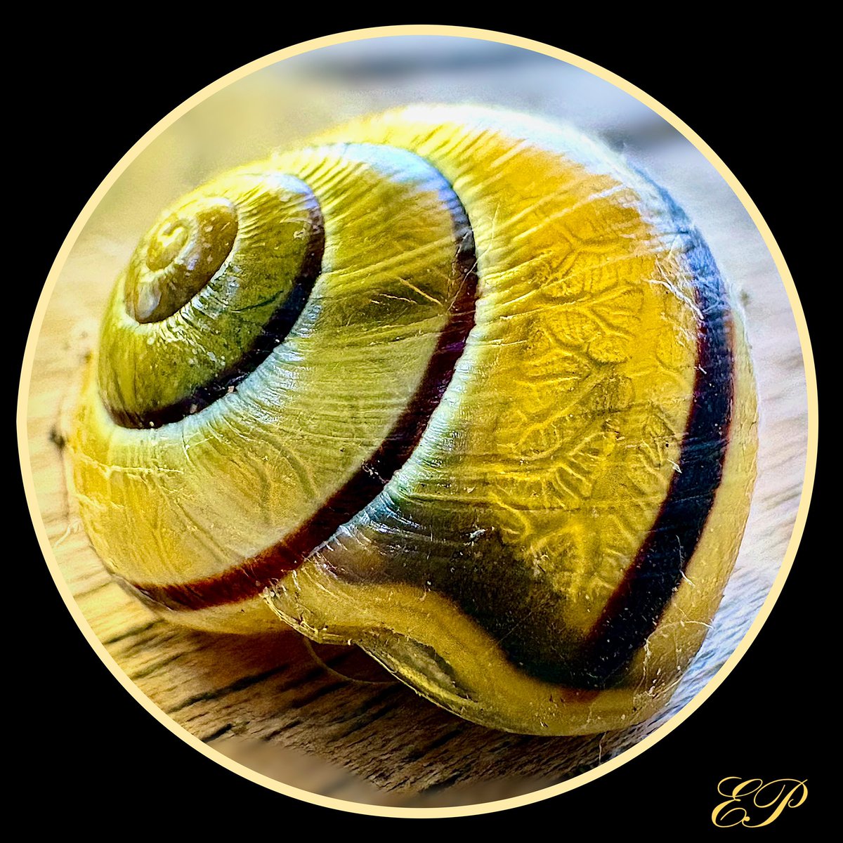 Pddy1's tweet photo. @JohnGetchel #WhateverWednesday … 📸🐌 https://t.co/otSzSuaWPq