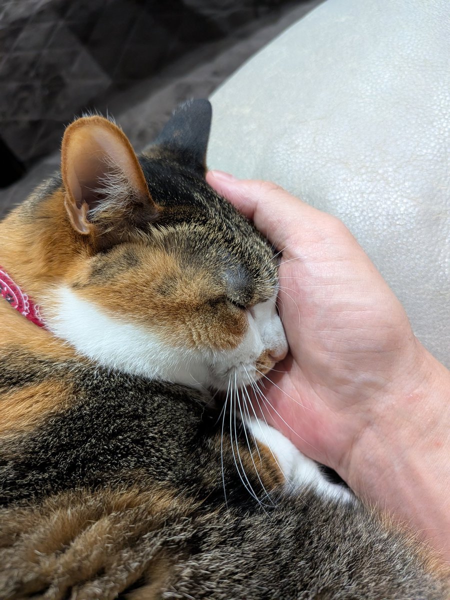 mnotws's tweet photo. 君にいつまでも見惚れたい
なにもいらないよ
#きなこ
#保護猫
#多分5歳 https://t.co/GGnylvdcB4