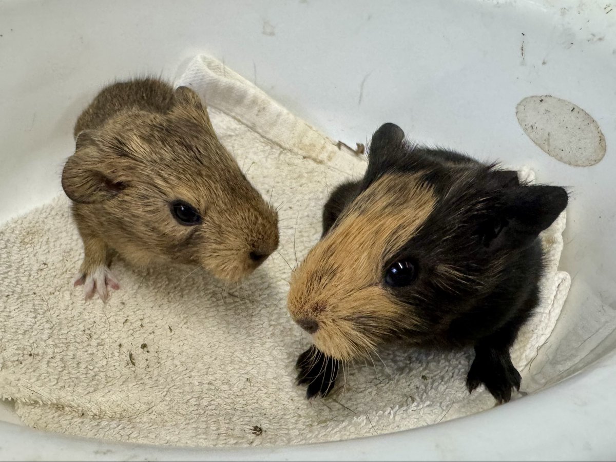 jyz0586's tweet photo. 6月2日に #モルモット の赤ちゃんが産まれました🐹🐹お母さんは #松本市アルプス公園 からお嫁に来てくれた #チイネ ちゃんです🐹子育てがんばってます☺️

#すくすく成長中 #かわいい #城山動物園 #茶臼山動物園 https://t.co/FjftTWBwMo