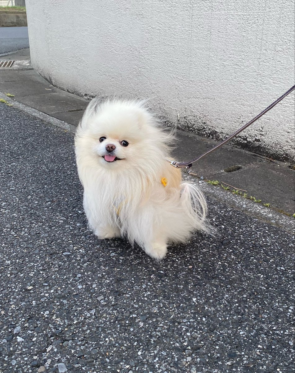 Coromo_pom's tweet photo. 毎日毎日かわいいころもさん。
((もう歩きたくないんだねぇ。。。)) https://t.co/MCXkkRzxQv