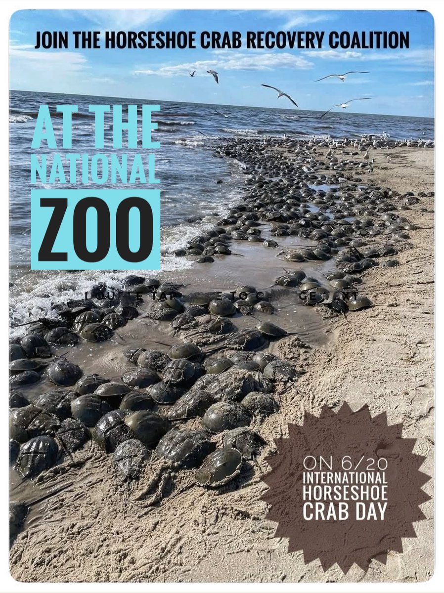 HSCrabRecovery's tweet photo. June 20 is International Horseshoe Crab Day, and the Horseshoe Crab Recovery Coalition will be celebrating at the @NationalZoo in Washington, D.C. from 10am-1pm in the Bird House.

A free entry pass is required for admission into the zoo:
https://t.co/meZQkvgj2v https://t.co/2hgtuCRYad