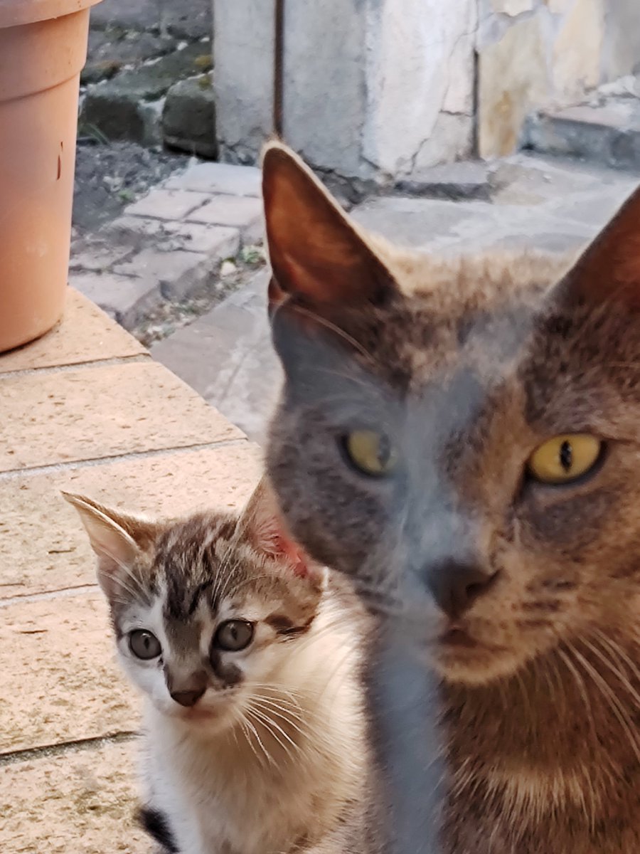 DavePollak4's tweet photo. #Billetta è la sorella maggiore di #Trilletta
stessa madre, Grigiona, e quasi sicuramente stesso padre (Leone), però lei è nata a gennaio 2024 (Trilletta il 26 luglio 2025) e l'ho vista crescere da quando aveva si e no 2 settimane.
vive da sempre in colonia con tutti i suoi parenti. 
sta bene, e ogni volta che mi vede miagola e si lascia avvicinare...oggi era particolarmente affettuosa e sembrava volermi rincuorare. 

nelle foto, quando era piccola.