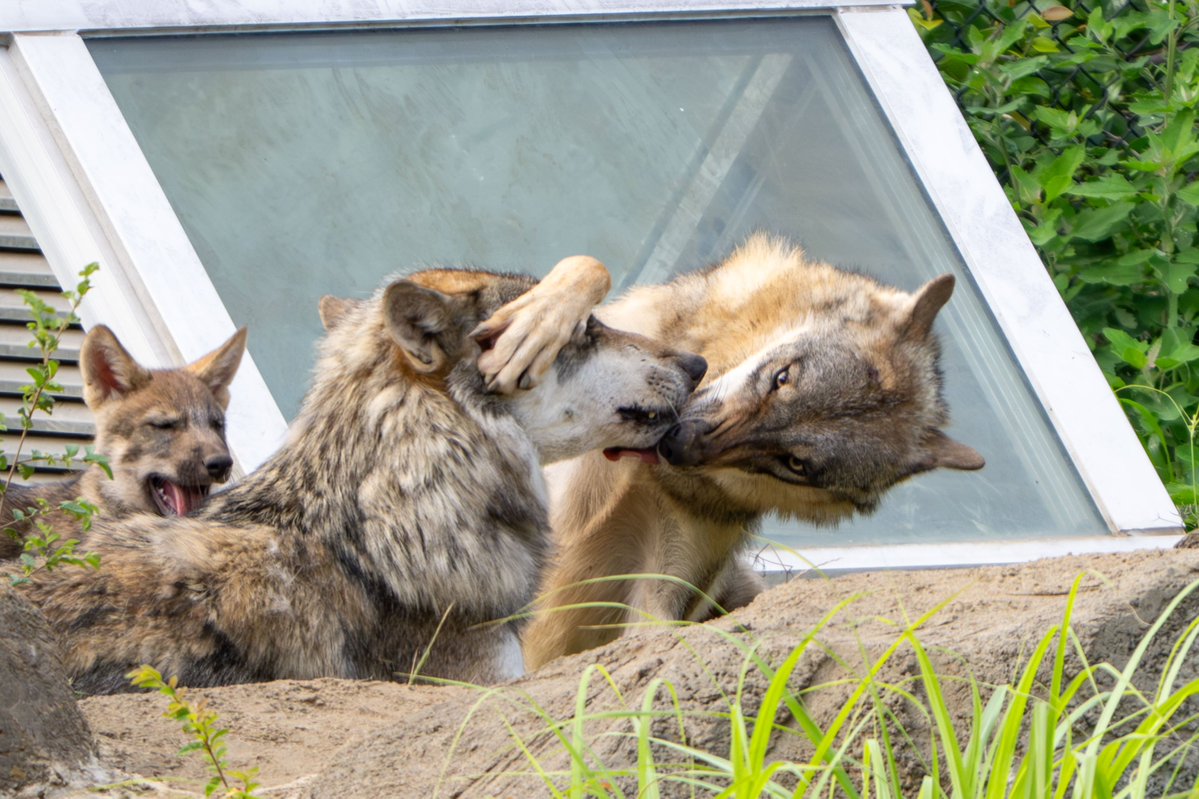 nnaoto1021's tweet photo. スイママからカヨランパパへの激しい愛情表現！

#多摩動物公園 #多摩動物園 #タイリクオオカミ #オオカミ #カヨラン #スイ #赤ちゃん #wolf #늑대 #狼 https://t.co/WvuL6EPglH