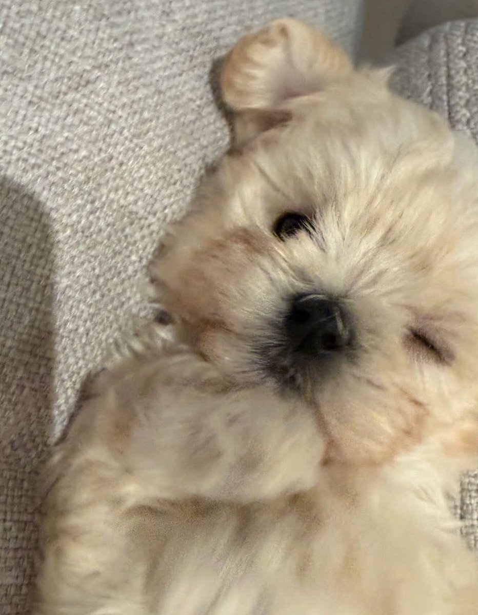 924FRIENDS's tweet photo. 跟金旼炡一樣可愛
從今天起阿嬤我多一位金孫🐶 https://t.co/xd54aRHixA