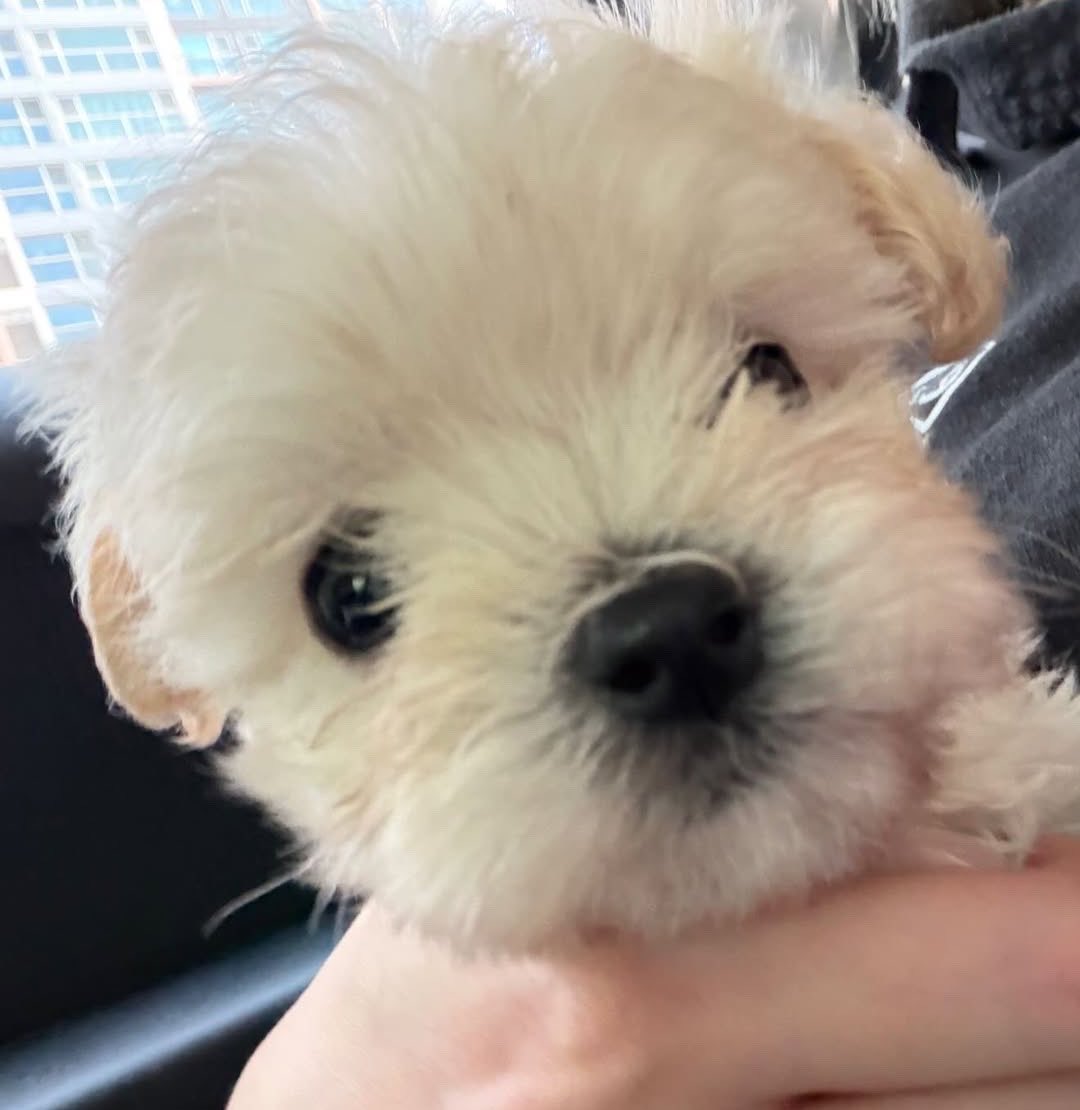 924FRIENDS's tweet photo. 跟金旼炡一樣可愛
從今天起阿嬤我多一位金孫🐶 https://t.co/xd54aRHixA