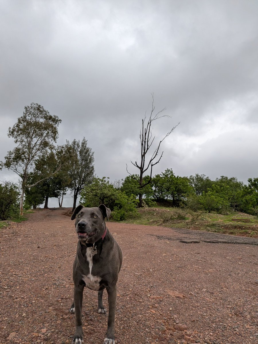 EdithVhel's tweet photo. Vi que la IPA corre chueca y me acordé de la anécdota de un perrito de departamento que en el campo no sabía correr xd https://t.co/9ZuxUNY3Xg