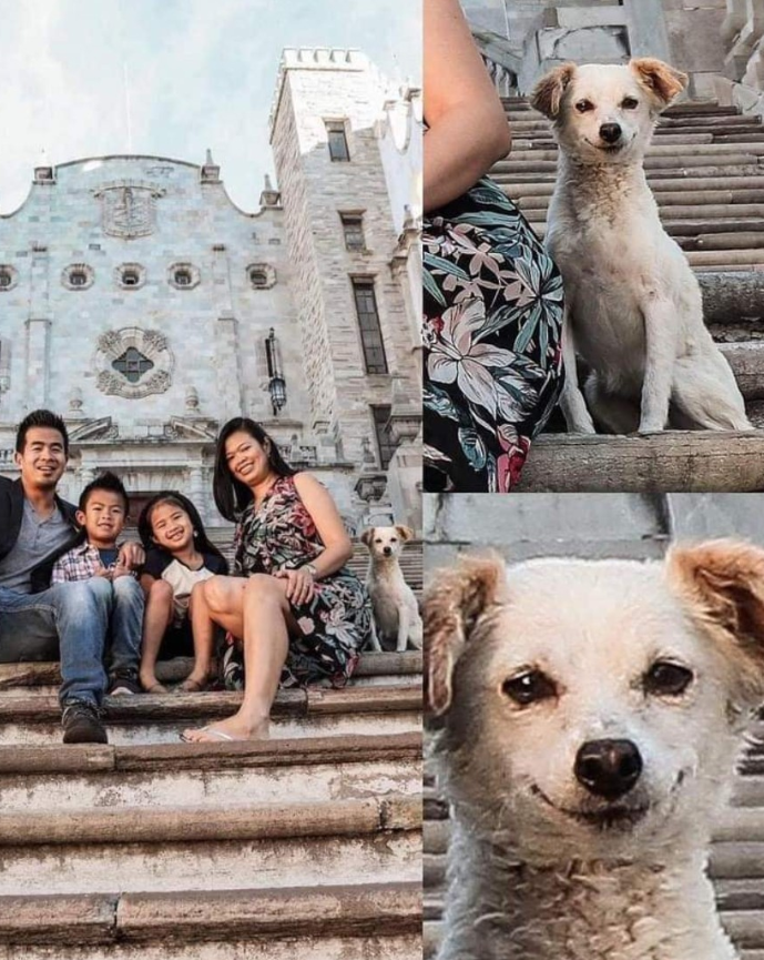 TweeetsOfDogs's tweet photo. Stray puppy ‘sneaks’ in family photo

The little one 'snuck' into the photos of a family that was visiting in Guanajuato.

According to the user who uploaded the publication, the family fed the puppy and then they took the pictures without realizing that the puppy had come close to pose, they may not know it but he was already part of their family.