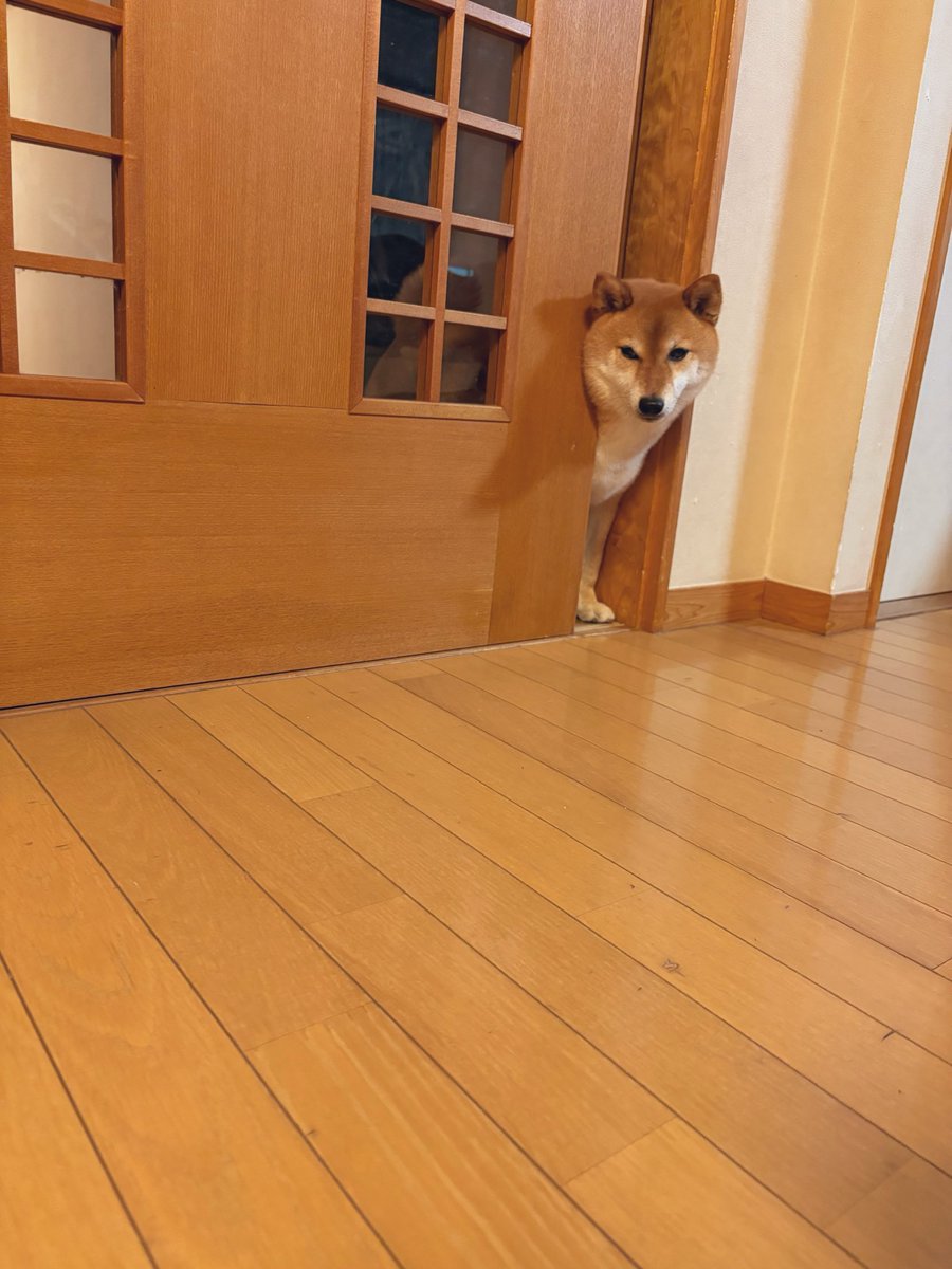 inusankoinusan's tweet photo. いぬが窓に張り付いている蜥蜴を観察している隙に風呂上がりのアイスでもと袋を開けた瞬間 https://t.co/XZL4Hls0UD