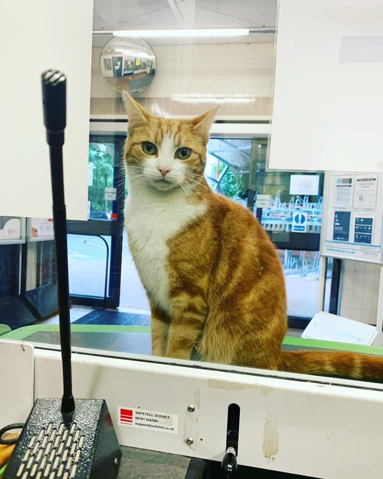 TheStourbridge's tweet photo. The fare is two mice &amp; a packet of treatos  
and a brief discussion about how handsome I am.

The treatos are a compulsory booking fee. https://t.co/eu1hiOLmHN