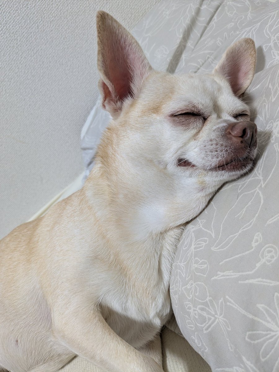 zeronoheya's tweet photo. お誕生日

おめでとうございます

*:.｡ Happy 8th Birthday ｡.:*

#里親 #保護犬 #デカチワワ https://t.co/JVKVl83Dx5