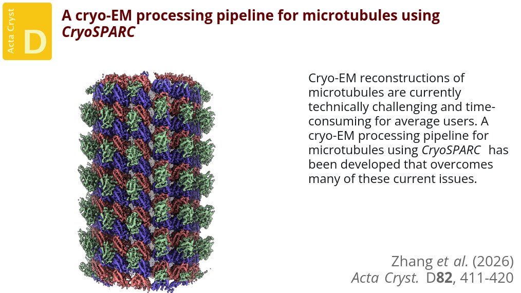 ActaCrystD's tweet photo. MiCSPARC leverages automated particle picking and fast 3D refinement times in CryoSPARC to determine the structures of both decorated and undecorated microtubules @eth @unibasel @ActaCrystD @IUCr #CryoEM #Microtubules #HelicalReconstructions https://t.co/tk621xEBld https://t.co/uXQ4h6CS7v