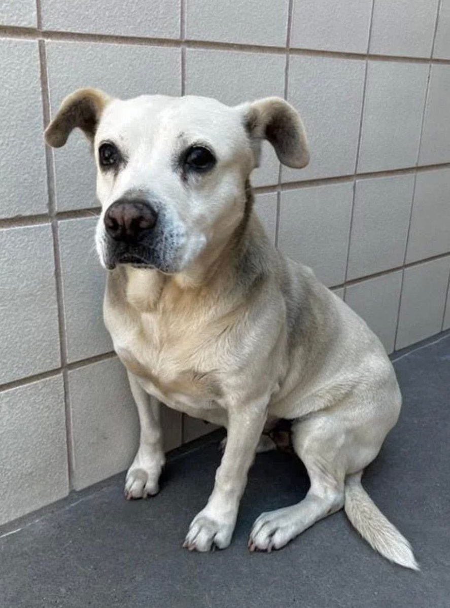 LisaBrabson's tweet photo. MIA #A386955 7yo
⚠️FABULOUS DOG ALERT⚠️
🇨🇱TEXAS! MIA needs a home 🏡wee lovebug seems to b INVISIBLE!
Hardly any pledges😭 WHY?
Beautiful little bundle of love,gentle,loves walks,🚗rides, fabulous companion!
Plz⌛️ go to #CorpusChristiACS &amp; #Adopt or #Foster 
#Pledge4Rescue plz https://t.co/ebiXlwX0zL