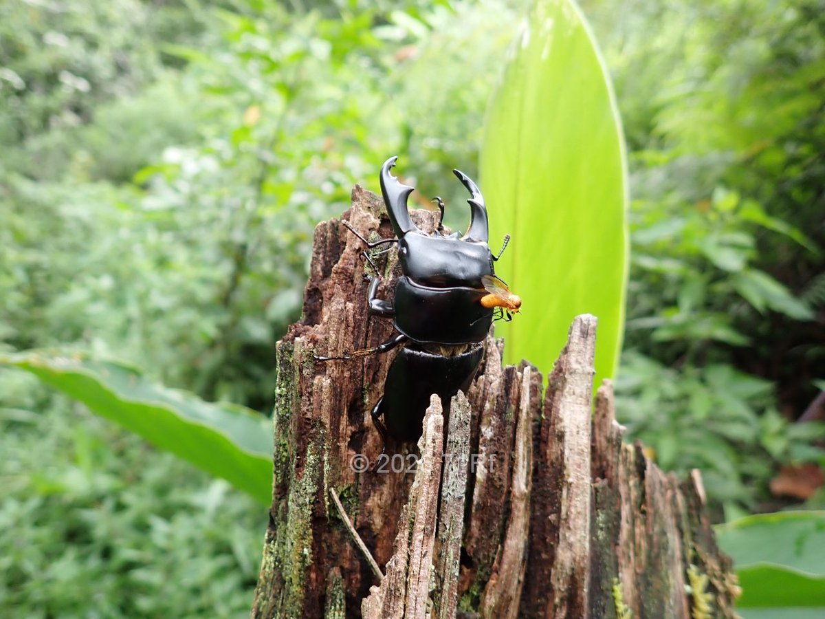 ラマヒラタクワガタ Dorcus rama この状態で見つけた。なぜ黄色の虫をどかして撮らなかったのか、自分でも分からない（笑）