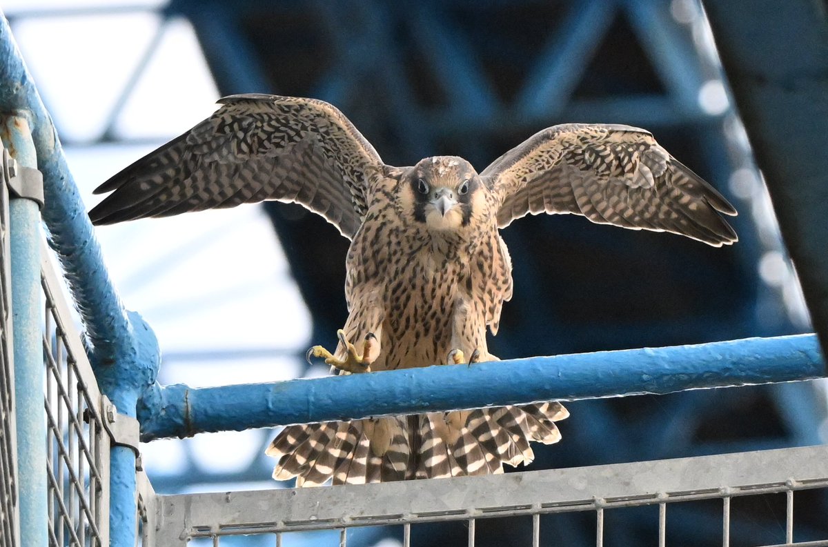 CumoGaz's tweet photo. Newly fledged local  male peregrine falcon yesterday https://t.co/XieVAXviGK