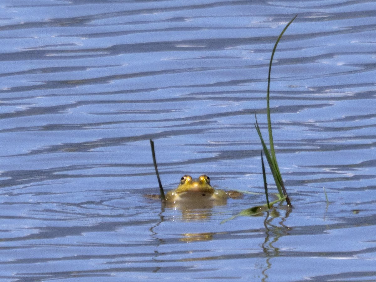 Lotus_87s's tweet photo. この上ない晴天に水鏡にツバメ
トノサマガエルもたくさんいた
鳴嚢を観察

2026.5 池田町 https://t.co/G2lCTTP4yy