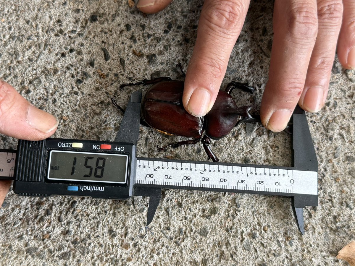 HirokA_world's tweet photo. 今年も我が家の国産カブトが羽化し始めました❗️
まだ殆どが70mm台半ばの小さめの個体ばかりですが１匹だけ飛び抜けて良いの羽化してくれてました✨
ギリギリ羽が収まった感じで少し羽に違和感が有りますが十分に種親レベル…❗️❗️
更なる上のレベル行く個体が出現しないかと期待😊 https://t.co/DawQhAWcPS