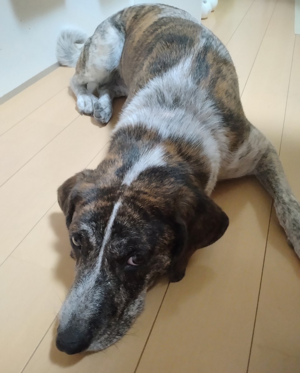 seroprotection's tweet photo. ペットシーツびりびりに破いて怒られたイッヌ https://t.co/zTHh6LIMcO
