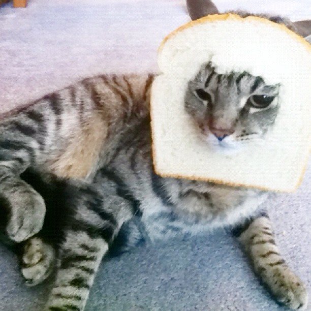 Jason_ert's tweet photo. @dxrnell I totally agree! 

Bread cat is an animal coin worthy of attention. https://t.co/iL9vZ0hAua