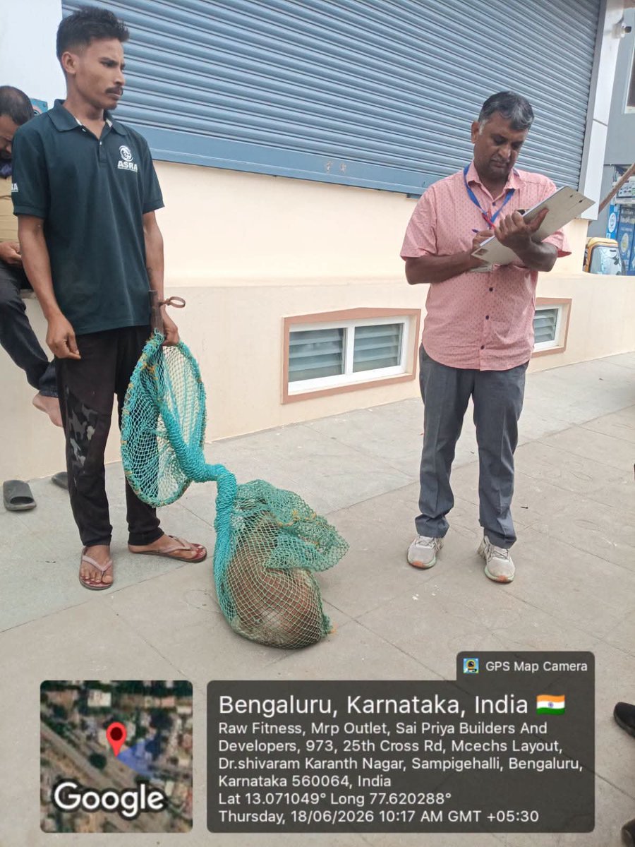 GBA_office's tweet photo. 🐕🚛 Stray Dog Catching Drive Conducted in Dr. Shivaram Karanth Nagar

As part of ongoing animal welfare and public safety initiatives, the Bengaluru North City Corporation (BNCC) conducted a stray dog catching operation in Dr. Shivaram Karanth Nagar today.

✅ 11 stray dogs safely captured
✅ Humane handling carried out by authorized animal welfare personnel
✅ Action taken based on public concerns and field requirements
✅ Measures aimed at ensuring public safety and effective animal management

BNCC continues to work towards maintaining a safe, healthy, and citizen-friendly urban environment while ensuring the humane treatment of animals. 🐾

#northcitycorporation #GreaterBengaluruAuthority #DKShivakumar #CMofKarnataka