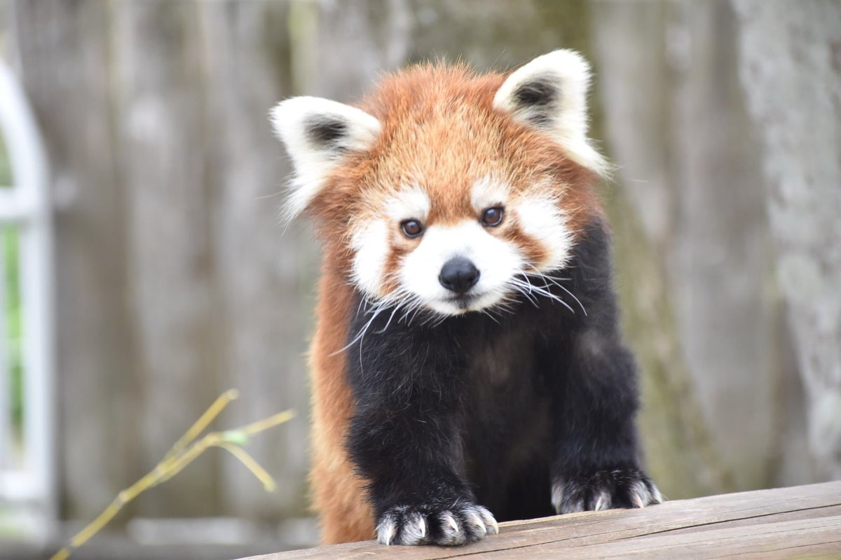 nbXbBrR08MvJeKF's tweet photo. 🎉シンゲン15歳のお誕生日おめでとう🎂
#シンゲン
#レッサーパンダ
#釧路市動物園 https://t.co/jctOUhHIBP