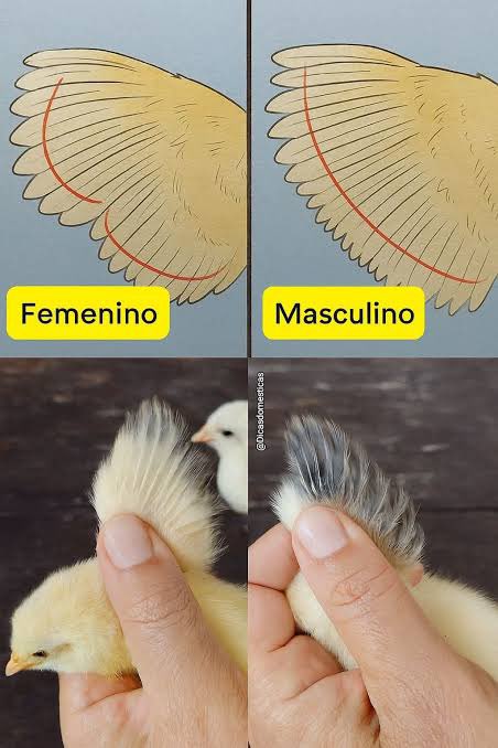 bangchanbunda's tweet photo. O Felix tá errado. A Bbokari é uma fêmea e podemos ver isso pelas asas dela, já que as penas primárias de um macho são todas só mesmo tamanho, e claramente não é o caso da Bbokari. https://t.co/MHQrSQUL7w
