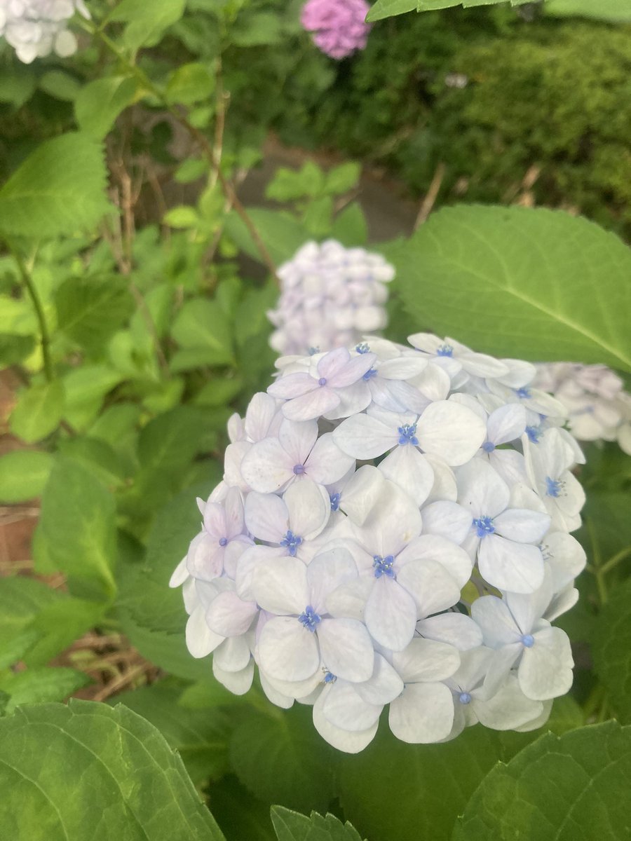 mosuko777's tweet photo. 6月生まれなので、
紫陽花を見るとついつい
自分の花だと
勘違いしてしまいます笑😆 https://t.co/ffhHKEcray