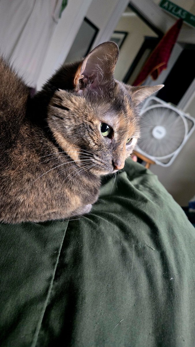 probably_ayla's tweet photo. every morning I am bullied awake by a 7lb terrorist who wants her crunchy treats https://t.co/Lj3Ly8GuO8