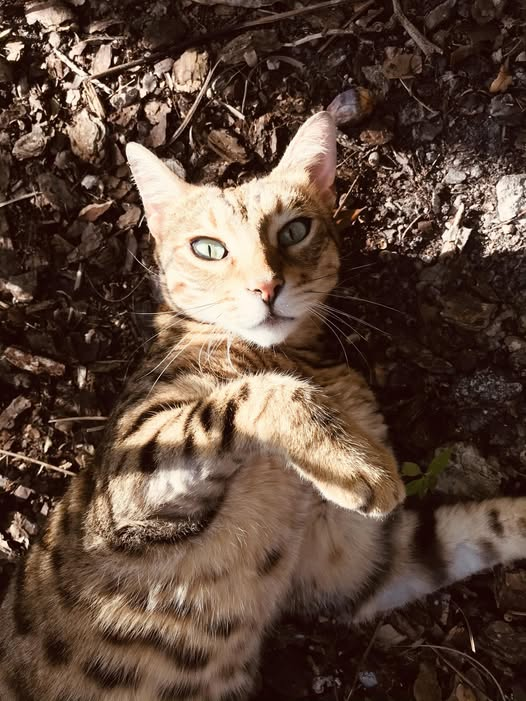 ArabellaTg's tweet photo. Bangladeshi Leopard Cat: Unparalleled Grace🐱 https://t.co/h7cn8yOi4F