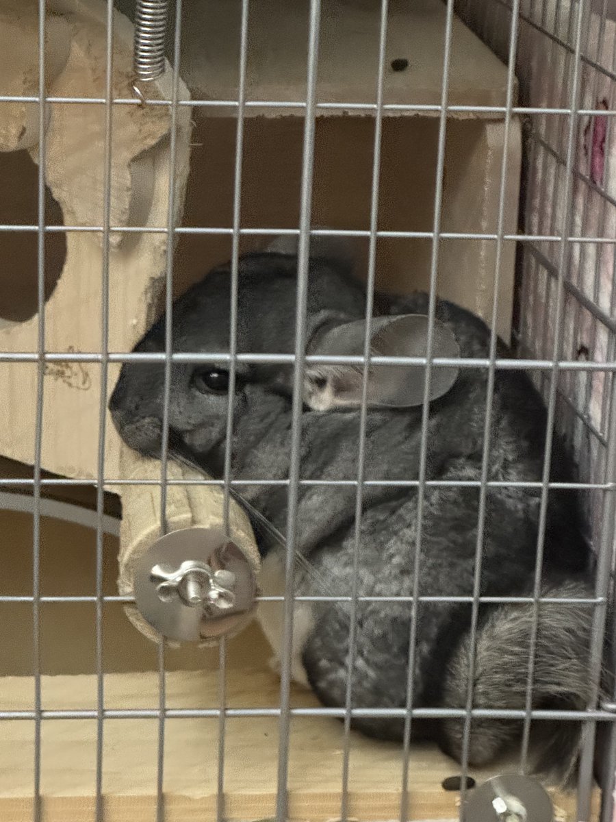 モア🐭チンチラ tweet media