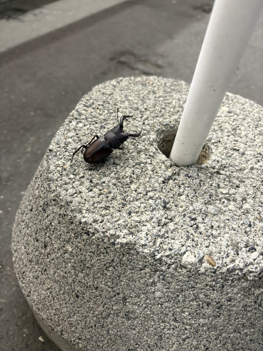 takosuke520's tweet photo. もうそんな時期か早いな

ノコギリはひっくり返ってる時間長かったんだろう、もう逝きそうだった https://t.co/Si1UWJjv1m