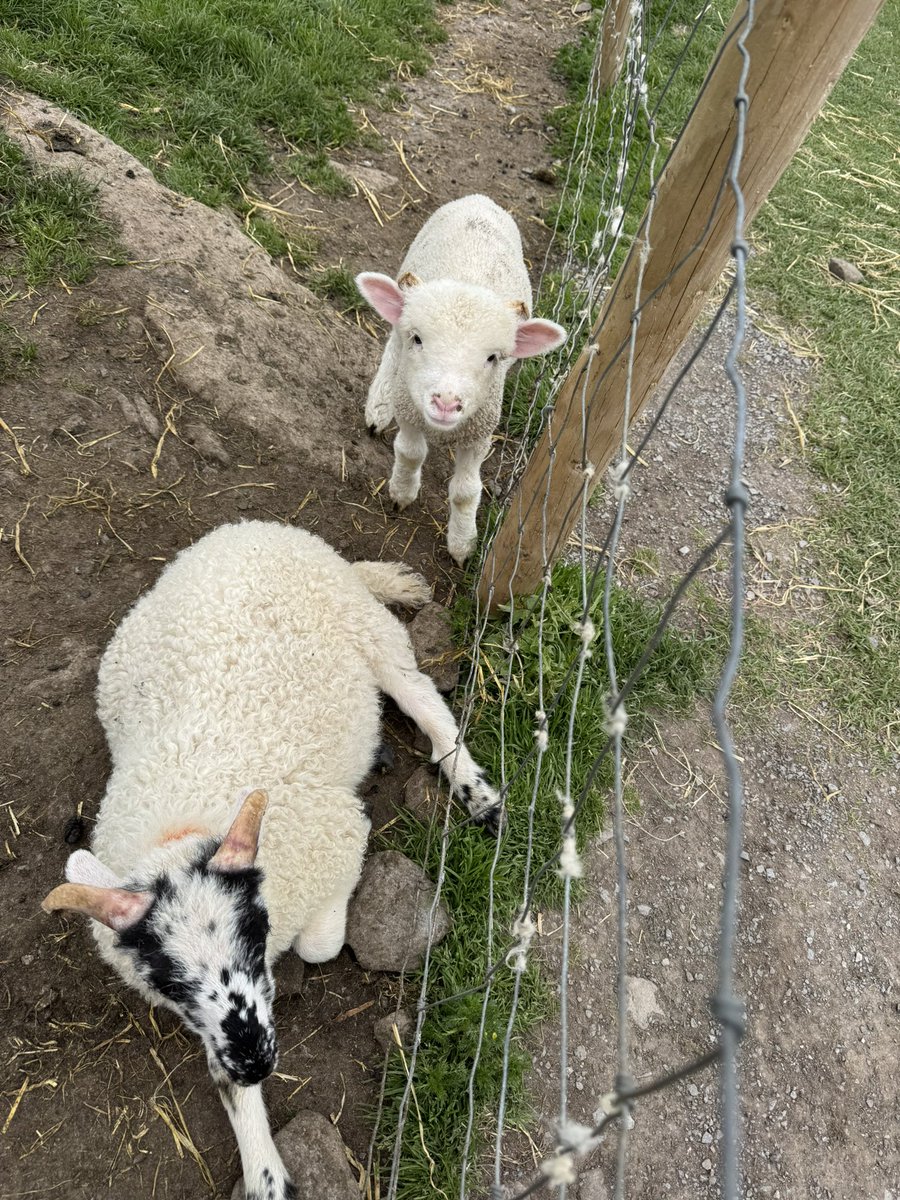 ck4wx's tweet photo. @Lucasdowdric We got to feed and hold them:) they were so cute https://t.co/NAVhY9kj6U