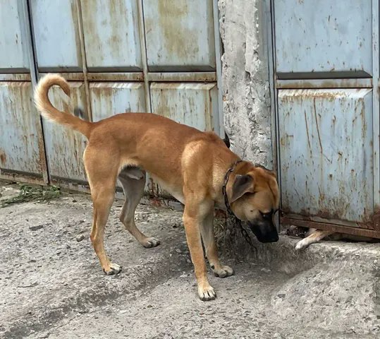 AlertaMePerdi's tweet photo. #ENCONTRADO #GUAYAQUIL
Fecha: 2026-06-18
Sector: Norte, Urbanor Mz 139
Sexo: Macho
Raza: Mestizo
Observación: Todo café con un collar cortado con un candado
Contacto: 0998272340
¡Ayúdalo a volver con su familia!
 #AlertaMePerdí https://t.co/bRouHiHR5L