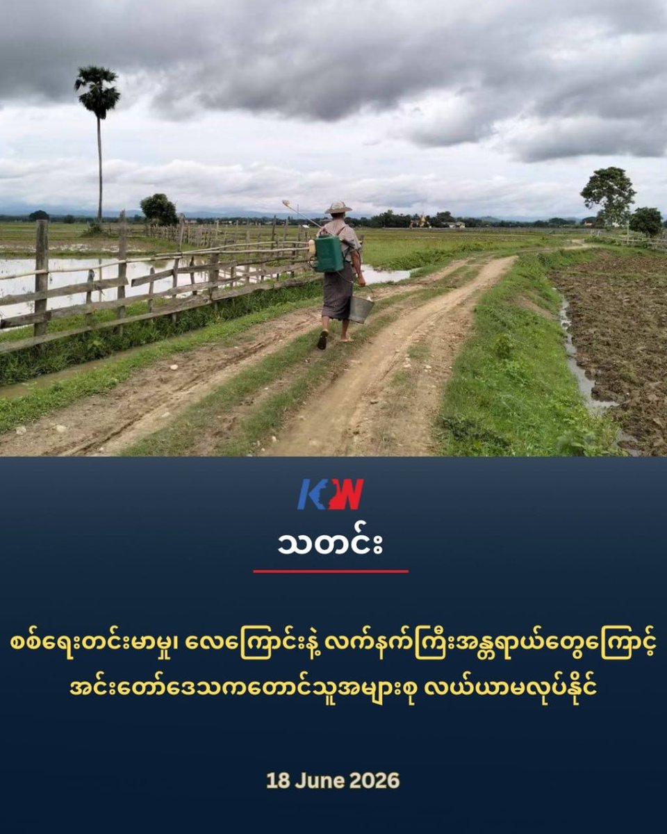 kachinwaves's tweet photo. စစ်ရေးတင်းမာမှု၊ လေကြောင်းနဲ့လက်နက်ကြီးအန္တရာယ်တွေကြောင့် အင်းတ��ာ်ဒေသက တောင်သူအများစု လယ်ယာမလုပ်နိုင်

By Ko San. 18 June 2026

အာဏာသိမ်းတပ်ထိန်းချုပ်ထားတဲ့ အင်းတော်မြို့နဲ့ မော်လူးမြို့ အနီးဝန်းကျင်မှာရှိတဲ့ ဒေသခံတောင်သူတွေဟာ စစ်ရေးတင်းမာမှု၊ လေကြောင်းနဲ့ လက်နက်ကြီးတိုက်ခိုက်မှုတွေကြောင့် ဒီနှစ်မှာ စပါးစိုက်ပျိုးမှုတွေမလုပ်နိုင်ဘူးလို့ ဒေသခံတွေကပြောပါတယ်။

မိုးရာသီလယ်လုပ်ငန်းဝင်ချိန်ဖြစ်ပေမယ့် အင်းတော်မြို့အနီးက အောင်မင်္ဂလာရပ��ကွက်နဲ့ နားခါ၊ လယ်ပြင်၊ နတ်မဟုတ်ကလေး၊ နန်းကင်၊ နန်းခင့်၊ လက်ပံကုန်း၊ အင်းရွာ၊ သက္ကယ်ကျင်း စတဲ့ကျေးရွာတွေက တောင်သူအများစု လယ်ယာစိုက်ပျိုးမှုမလုပ်နိုင်သေးကြောင်း အင်းတော်ဒေသခံတောင်သူအမျိုးသားတစ်ဦးကပြောပါတယ်။

ဒါ့အပြင်မော်လူးမြို့အနီးဝန်းကျင်က စည်ပိန်း၊ ညောင်ပင်သာ၊ စီးမော်၊ ဟဲနု၊ မင်းသာ၊ မန်ကျည်းကုန်း၊ မံဟဲ စတဲ့ကျေးရွာတွေက တောင်သူအများစုဟာလည်း စစ်ရေးအခြေအနေ���ြောင့် လယ်မစိုက်ပျိုးနိုင်သေးကြောင်းဆက်ပြောပါတယ်

“တချို့တလေပဲစပါးစိုက်နိုင်ကြပါတယ်။ အများစုက မစိုက်နိုင်ကြပါဘူး။ စိုက်နိုင်တဲ့သူတွေကြတော့လည်း အရဲစွန့်ပြီးလုပ်ကြရတာပါ”လို့ဆိုပါတယ်။

အင်းတော်မြို့နယ်မှာ စပါးကိုဇွန်လဆန်းမှာပျိုးကြဲပြီး ဇူလိုင်လမှာစိုက်ပျိုးကြပါတယ်။ နိုဝင်ဘာလမှာ ပြန်လည်ရိတ်��ိမ်းကြတာဖြစ်ပါတယ်။

လက်ရှိမှာ စစ်ရေးအခြေနေရှုပ်ထွေးမှုတွေကြောင့် စပါးစိုက်နိုင်တဲ့ လယ်သမားတွေဟာ ပျိုးကြဲ၊ ပျိုးနုတ်တာတွေလုပ်နိုင်ခြင်းမရှိတာကြောင့် လယ်ထွန်ပြီးစပါးမျိုးကြဲတဲ့အဆင့်ကိုသာ လုပ်နိုင်ကြတယ်လို့ အင်းတော်ဒေသခံတောင်သူအမျိုးသားတစ်ဦးကပဲဆက်ပြောပါတယ်။

“စိုက်နိုင်တဲ့သူအများစုက ထည်ထိုးပြီး အစေ့ကိုပဲလိုက်ရတယ်။ စစ်ရေးကရှုပ်ထွေးနေတော့ ကောက်မစိုက်နို���်ကြဘူး” 

ပြီးခဲ့တဲ့ရက်ပိုင်း ဇွန်လ ၁၄ ရက်နေ့ကပဲ မော်လူးမြို့မှာရှိတဲ့ အာဏာသိမ်းတပ်က ပဲခူးကျေးရွာအရှေ့ဘက်လယ်ကွင်းထဲကို ဒရုန်းနဲ့ဗုံးကြဲချမှုကြောင့် လယ်လုပ်နေတဲ့ အမျိုးသားနှစ်ဦးသေဆုံးခဲ့ပါသေးတယ်။

ယခုလို စစ်ပွဲဧရိယာအနီးတဝိုက်မှာရှိတဲ့ လယ်သမားတွေ လယ်မလုပ်နိုင်တာကြောင့် ဒေသတွင်းဝမ်းစာဖူလုံမှုတွေလျှော့ကျလာနိုင်တယ်လို့လည်း အထက်ပါဖော်ပြခဲ့တဲ့ သတင်းရင်းမြစ်��ပဲပြောပါတယ်။

တော်လှန်ရေးတပ်တွေ ထိန်းချုပ်ထားတဲ့ အင်းတော်-ကသာလမ်းပိုင်း၊ မန္တလေး-မြစ်ကြီးနားကားလမ်းမပေါ်က အင်းတော်မြို့၊ နဘားလမ်းဆုံနဲ့ မော်လူးမြို့ကို အာဏာသိမ်းတပ်တွေက ပြီးခဲ့တဲ့ ဧပြီလ ပထမပတ်နဲ့ ဧပြီလ နောက်ဆုံးပတ်မှာ ပြန်လည်သိမ်းပိုက်သွားခဲ့တာပါ။ 

လက်ရှိအင်းတော်မြို့နဲ့ မော်လူးမြို့တို့မှာ တိုက်ပွဲငြိမ်သက်နေပေမဲ့ စစ်ရေးတင်းမာနေတဲ့အနေထား��ှာရှိနေပြီး အာဏာသိမ်းဘက်က စစ်ရေးပစ်မှတ်မဟုတ်တဲ့နေရာတွေကိုပါ လေကြောင်းတိုက်ခိုက်မှုပြုလုပ်နေတာကြောင့်အရပ်သားထိခိုက်သေဆုံးမှုတွေ ရှိနေပါတယ်။