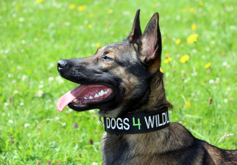 LBComms's tweet photo. Emirates SkyCargo partners with Dogs 4 Wildlife to combat poaching

Read more here https://t.co/eU7mQhCQZZ

#EmiratesSkyCargo #Emirates https://t.co/fozC8MwYjr
