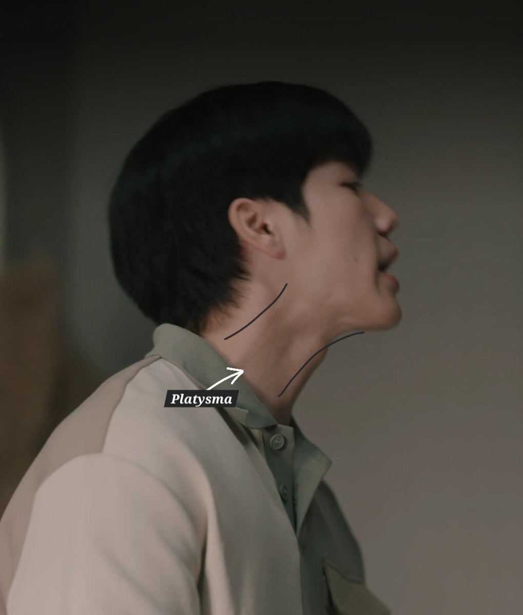 singleserenade's tweet photo. the platysma is a thin muscle that helps with facial expression and to help open the mouth

the two bands on the front and back become prominent when making angry or scared expressions 🤭
#wanaratforscience  #ananforscience 
#หยิ่นวอร์
#คุณวันหยุดของผมSupalaiEP36 https://t.co/KXhCzB72wq