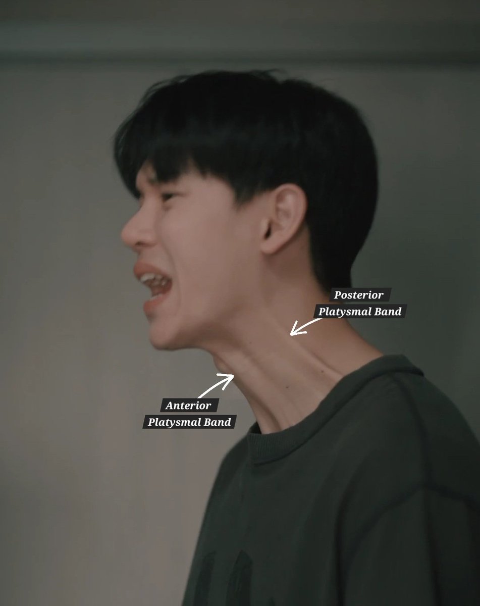 singleserenade's tweet photo. the platysma is a thin muscle that helps with facial expression and to help open the mouth

the two bands on the front and back become prominent when making angry or scared expressions 🤭
#wanaratforscience  #ananforscience 
#หยิ่นวอร์
#คุณวันหยุดของผมSupalaiEP36 https://t.co/KXhCzB72wq