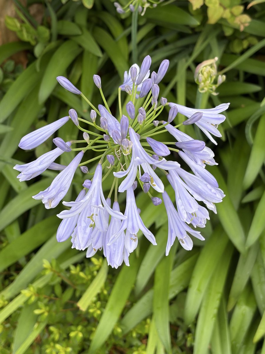 ii_7's tweet photo. @djohnishi 大西さん、今日も体調は快調ですか？
僕は在宅勤務で買物がてら草花ウォッチ✌️
📷アガパンサス、ヒメヒオウギズイセン、デイジーの仲間、紫陽花
たまには白い紫陽花も良いですな♪
大西さんの末長いご健康を心からお祈りします🙏 https://t.co/Tqlr1FdVpF