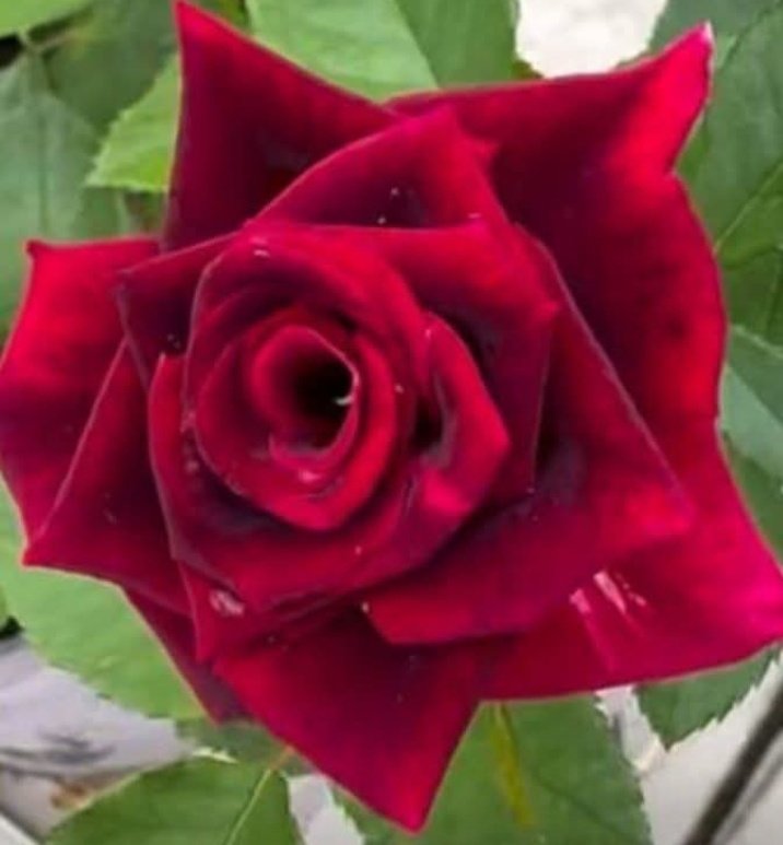 zmnvslt's tweet photo. ,,,,
"Hakîki sevgi; ♥️
   iyilik gördüğünde 
Artmayan, 
      Kötülük 
Gördüğünde de 
     Eksilmeyendir."

🍃🌺Yahyâ b. Muâz-ı Râzî (r.a)🌺🍃 https://t.co/a3iOIJq9IG