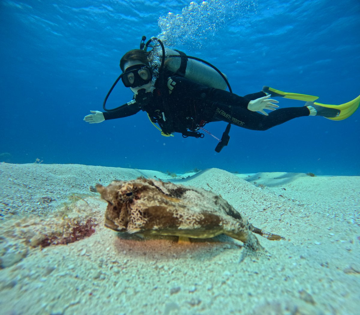 A' HA' Scuba Diving tweet media