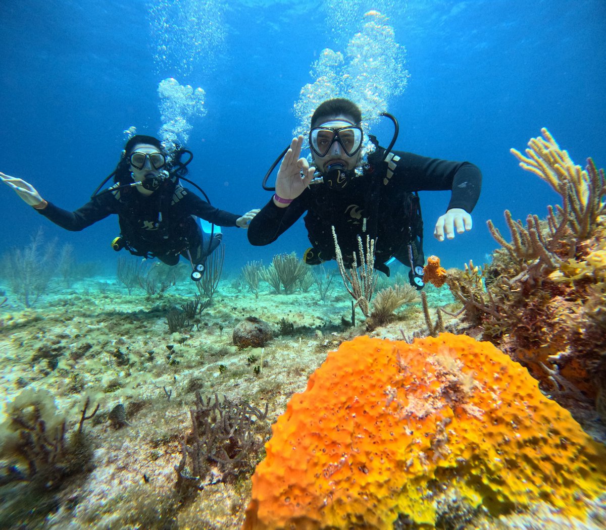 A' HA' Scuba Diving tweet media