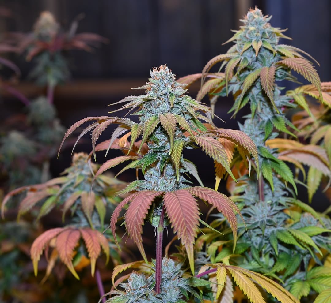 jamesbryan0420's tweet photo. OUTLANDER OG (Double Dalai V2 X Tahoe OG) F1
Bred by @jamesbryan0420 
A close representation of Tahoe OG with a gentle touch of Double Dalai. https://t.co/ZpndX3tf9p