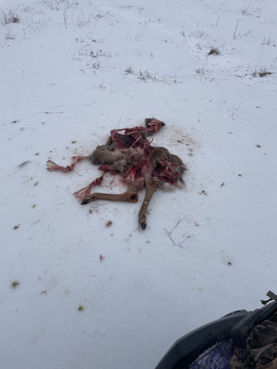 Skyop76's tweet photo. @ctvottawa Let them keep multiplying and see where this goes.  
This was last years fawn, eaten overnight. When the numbers increase, the requirement for food will too.  Do we need to wait until some person shows up like this in the park? https://t.co/UhQocrnwR1