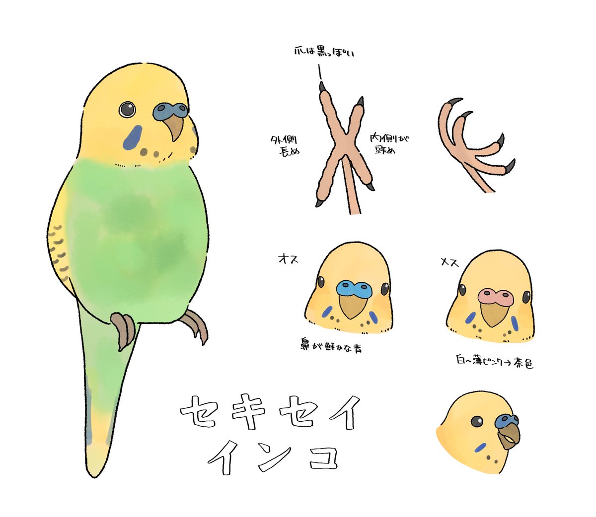 セキセイインコ🦜