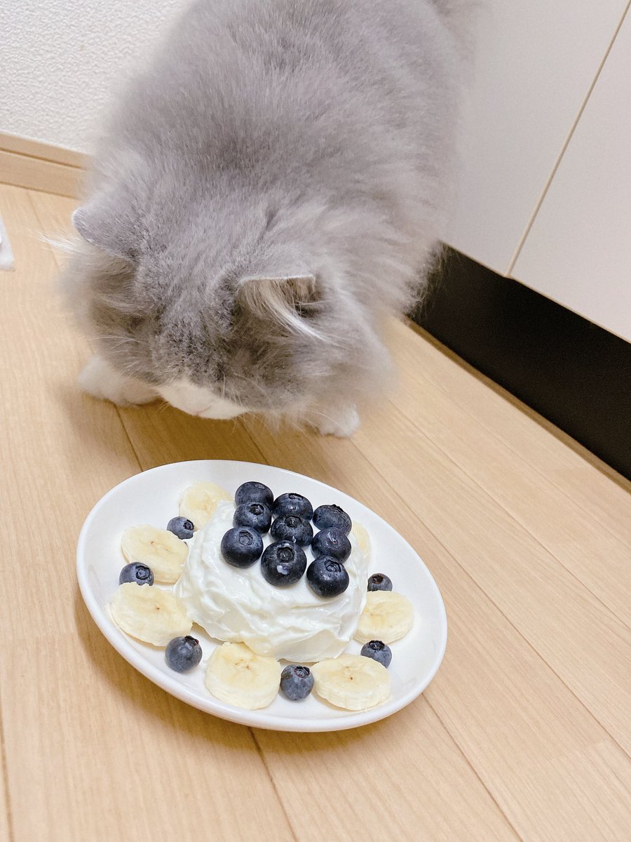 choco_neo_simba's tweet photo. ⁡
🌈お空のシンバお誕生日おめでとう🎂🎉🎉
⁡
あなたが居なくなってもう２回目のお誕生日ですね
⁡
そばにあなたの姿はないけど、今でもママにとって特別な日です
⁡
今年もケーキ作りました。不細工だけど許してね🥹
⁡
シンバ愛してるよ！ https://t.co/I6u6tY9pPx