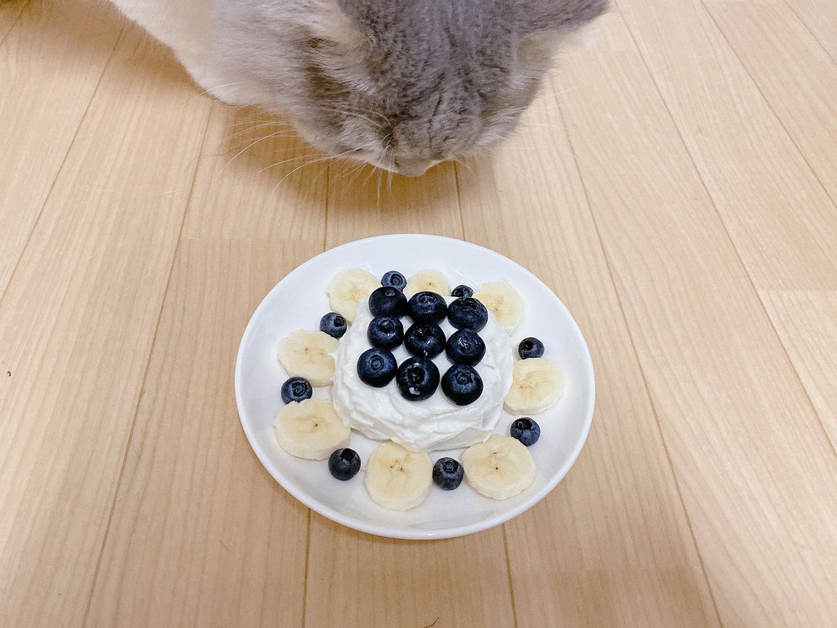 choco_neo_simba's tweet photo. ⁡
🌈お空のシンバお誕生日おめでとう🎂🎉🎉
⁡
あなたが居なくなってもう２回目のお誕生日ですね
⁡
そばにあなたの姿はないけど、今でもママにとって特別な日です
⁡
今年もケーキ作りました。不細工だけど許してね🥹
⁡
シンバ愛してるよ！ https://t.co/I6u6tY9pPx
